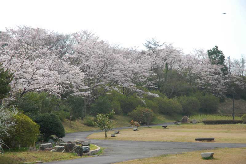 福市遺跡公園の桜