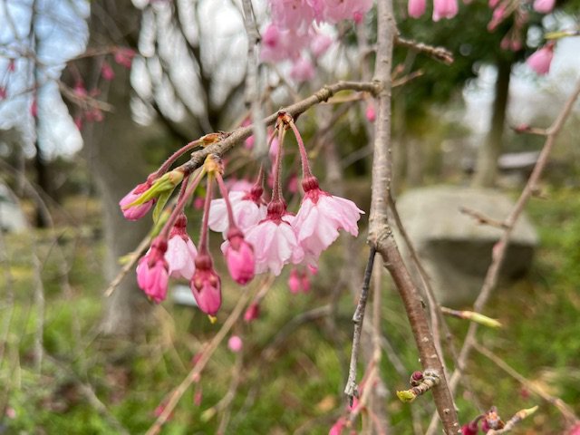 IMG_2855.jpg