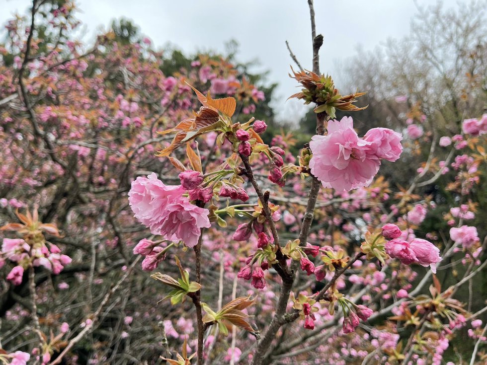 八重桜.jpg