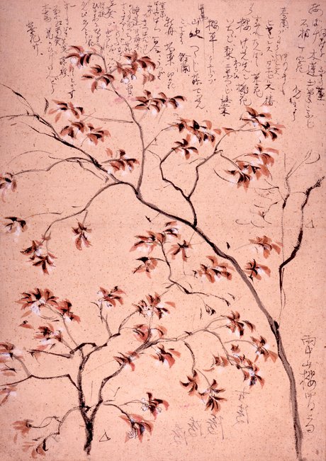 雨中山櫻.jpg